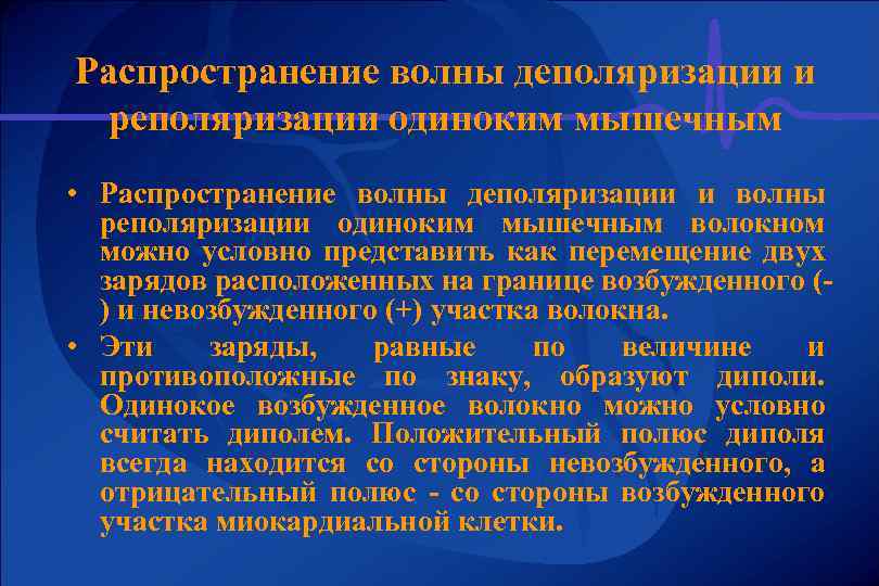 Распространение волны деполяризации и реполяризации одиноким мышечным • Распространение волны деполяризации и волны реполяризации