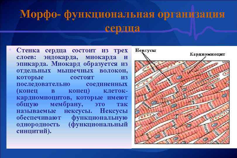 Морфо- функциональная организация сердца • Стенка сердца состоит из трех слоев: эндокарда, миокарда и