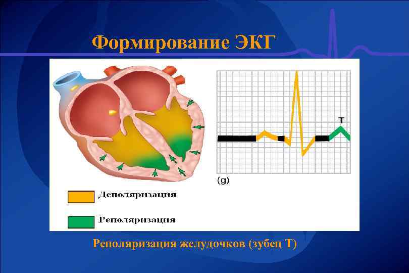 Формирование ЭКГ Реполяризация желудочков (зубец Т) 