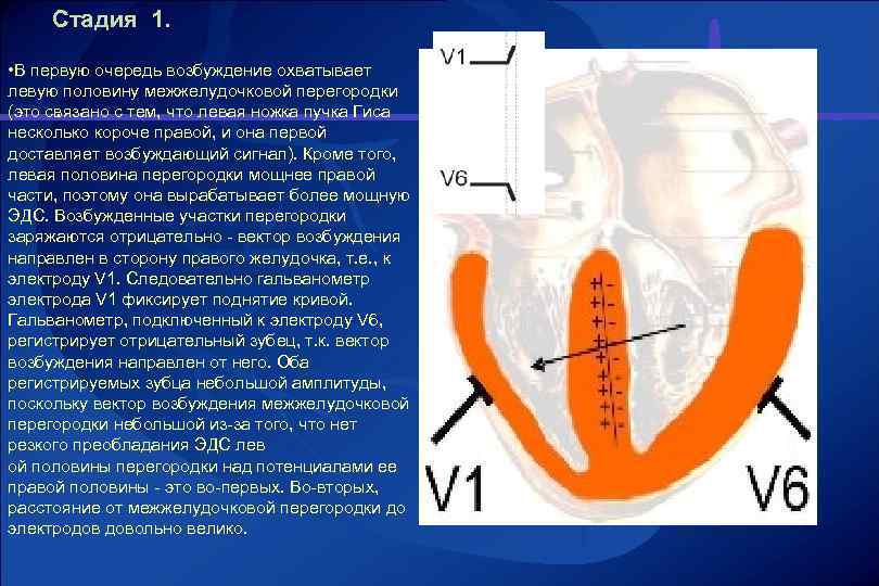 Стадия 1. • В первую очередь возбуждение охватывает левую половину межжелудочковой перегородки . (это