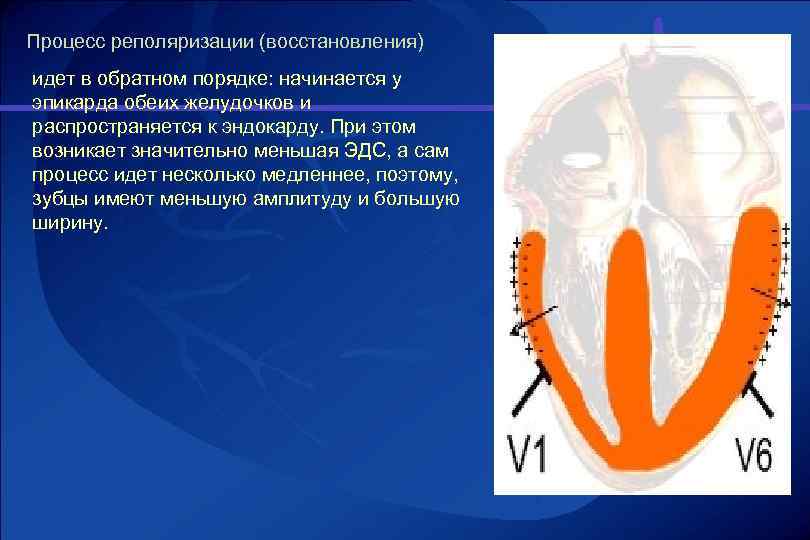 Нарушение процессов реполяризации левого желудочка. Процесс реполяризации. Реполяризация миокарда желудочков. Процесс реполяризации в миокарде. Нарушение процессов реполяризации левого желудочка сердца.