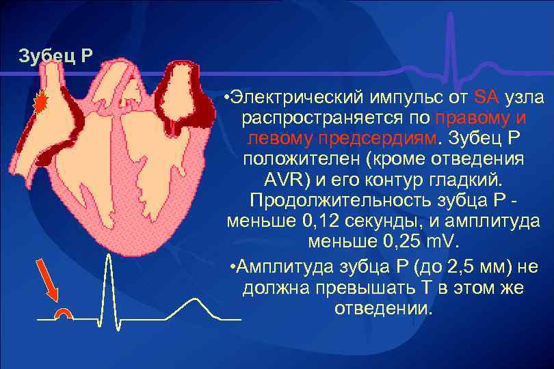 В виде чего регистрируются электрические импульсы сердца. Физиология сердца. Физиология сердца человека. Распространение импульса в сердце.