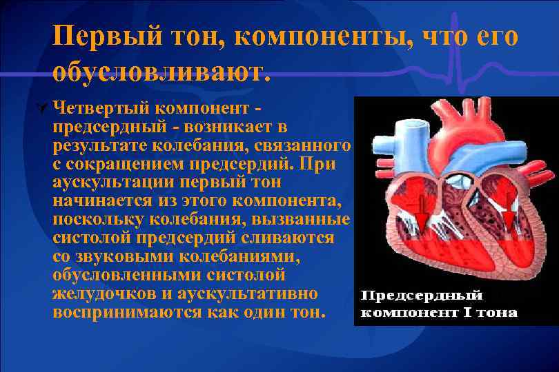 Первый тон, компоненты, что его обусловливают. Ú Четвертый компонент - предсердный - возникает в