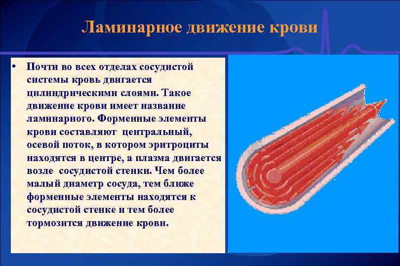 Ламинарное движение крови • Почти во всех отделах сосудистой системы кровь двигается цилиндрическими слоями.