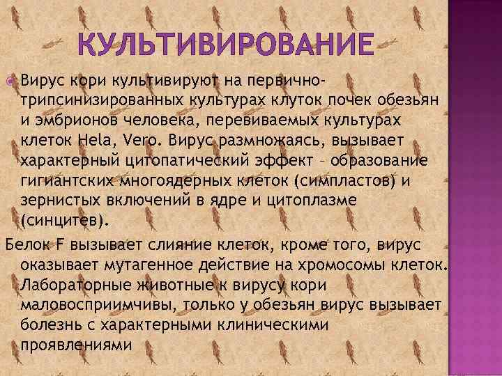 КУЛЬТИВИРОВАНИЕ Вирус кори культивируют на первичнотрипсинизированных культурах клуток почек обезьян и эмбрионов человека, перевиваемых