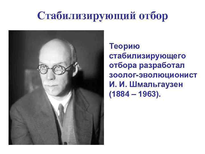 Стабилизирующий отбор • Теорию стабилизирующего отбора разработал зоолог-эволюционист И. И. Шмальгаузен (1884 – 1963).