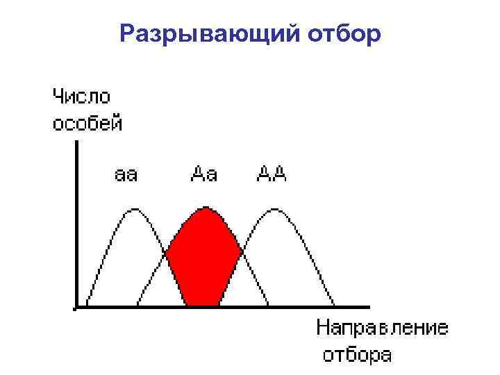 Разрывающий отбор. Разрывающийющий отбор. Дизруптивный естественный отбор график. Разрывающий естественный отбор.