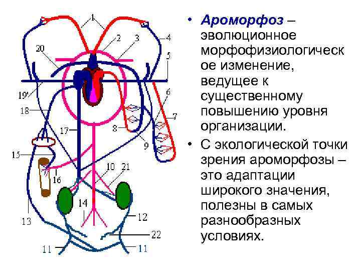  • Ароморфоз – эволюционное морфофизиологическ ое изменение, ведущее к существенному повышению уровня организации.