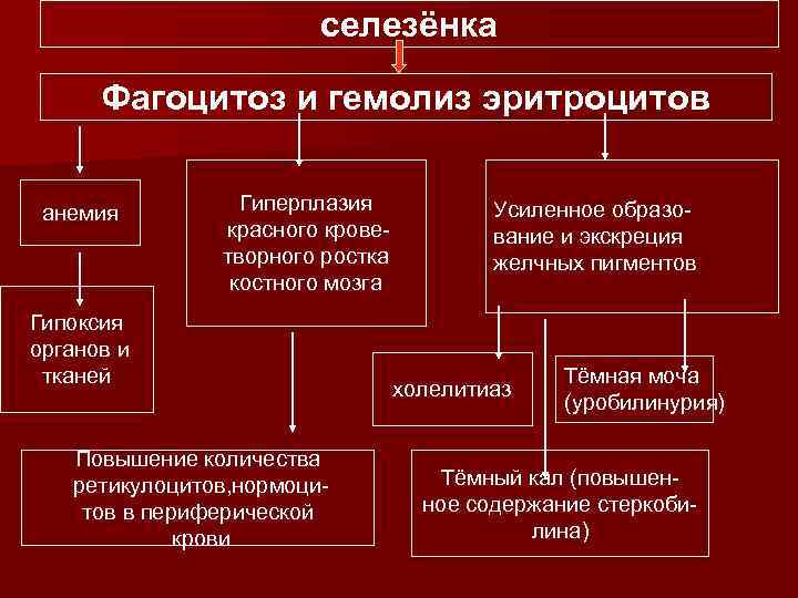 селезёнка Фагоцитоз и гемолиз эритроцитов анемия Гиперплазия красного кроветворного ростка костного мозга Гипоксия органов