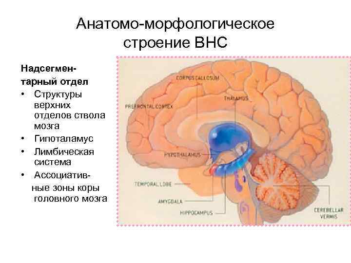 Анатомо-морфологическое строение ВНС Надсегментарный отдел • Структуры верхних отделов ствола мозга • Гипоталамус •