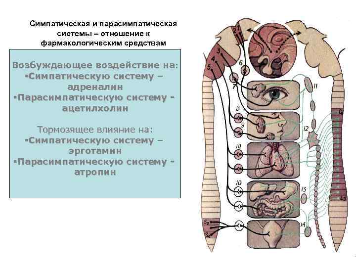 Симпатическая и парасимпатическая системы – отношение к фармакологическим средствам Возбуждающее воздействие на: §Симпатическую систему