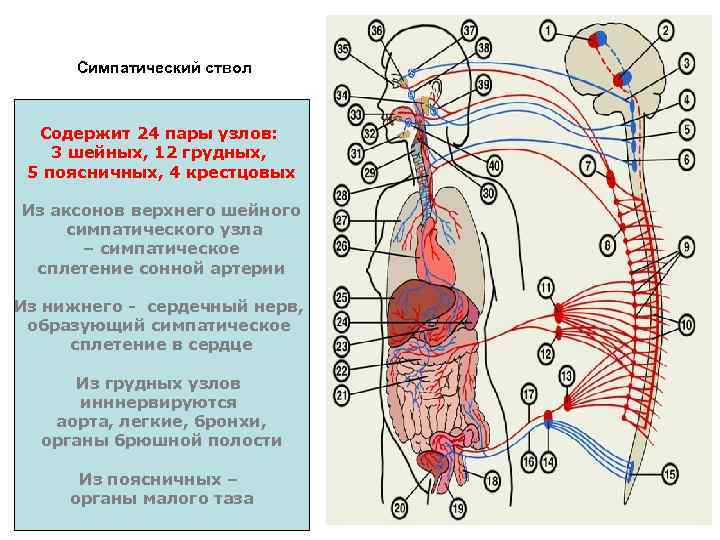 Симпатический ствол Содержит 24 пары узлов: 3 шейных, 12 грудных, 5 поясничных, 4 крестцовых