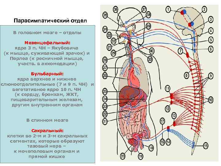 Парасимпатический отдел В головном мозге – отделы Мезенцефальный: ядра 3 п. ЧН – Якубовича