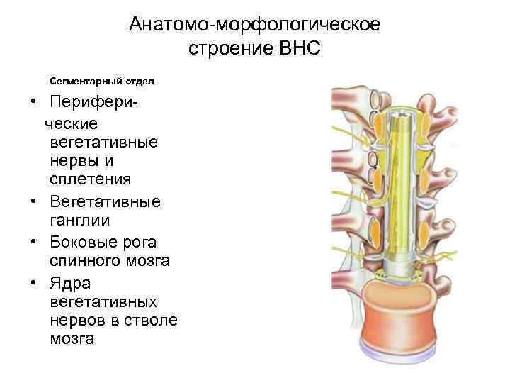 Анатомо-морфологическое строение ВНС Сегментарный отдел • Периферические вегетативные нервы и сплетения • Вегетативные ганглии