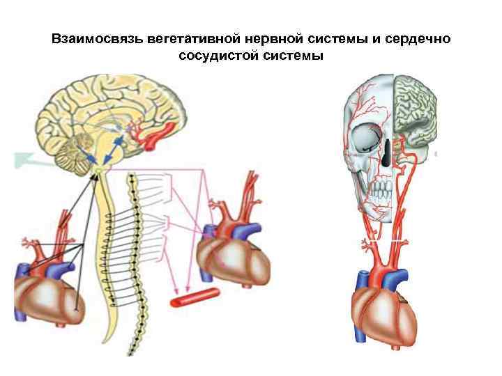 Взаимосвязь вегетативной нервной системы и сердечно сосудистой системы 