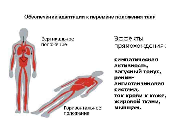 Обеспечение адаптации к перемене положения тела Вертикальное положение Горизонтальное положение Эффекты прямохождения: симпатическая активность,