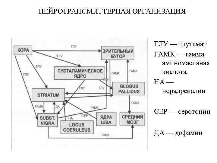 НЕЙРОТРАНСМИТТЕРНАЯ ОРГАНИЗАЦИЯ ГЛУ — глутамат ГАМК — гаммааминомасляная кислота НА — норадреналин СЕР —