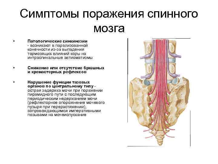 Симптомы поражения спинного мозга • Патологические синкинезии - возникают в парализованной конечности из-за выпадения