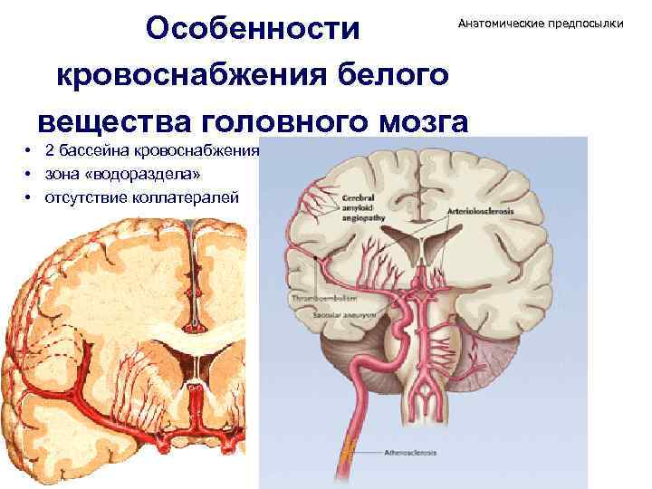Особенности кровоснабжения белого вещества головного мозга Анатомические предпосылки • 2 бассейна кровоснабжения • зона