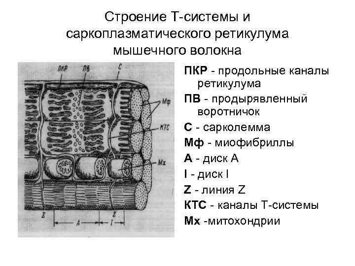 Строение т