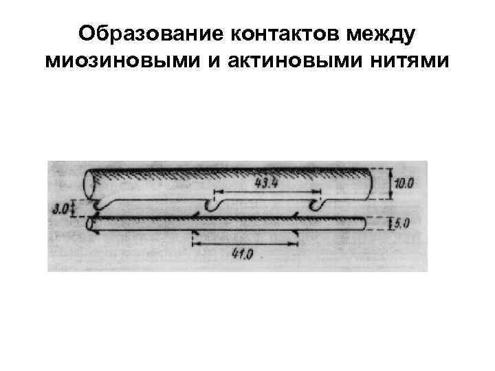 Образование контактов между миозиновыми и актиновыми нитями 