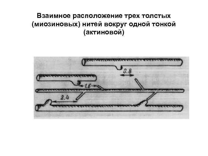 Взаимное расположение трех толстых (миозиновых) нитей вокруг одной тонкой (актиновой) 