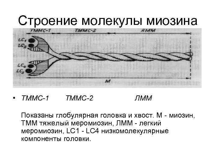 Строение молекулы миозина • ТММС-1 ТММС-2 ЛММ Показаны глобулярная головка и хвост. М -