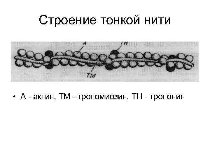 Строение тонкой нити • А - актин, ТМ - тропомиозин, ТН - тропонин 