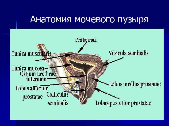 Анатомия мочевого пузыря 