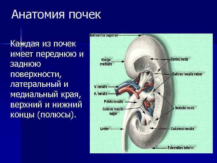 Анатомия почек Каждая из почек имеет переднюю и заднюю поверхности, латеральный и медиальный края,