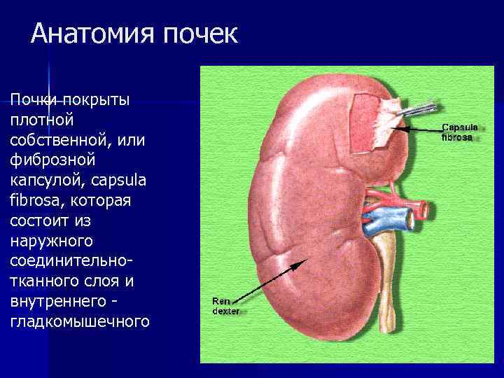 Анатомия почек Почки покрыты плотной собственной, или фиброзной капсулой, сарsula fibrosa, которая состоит из