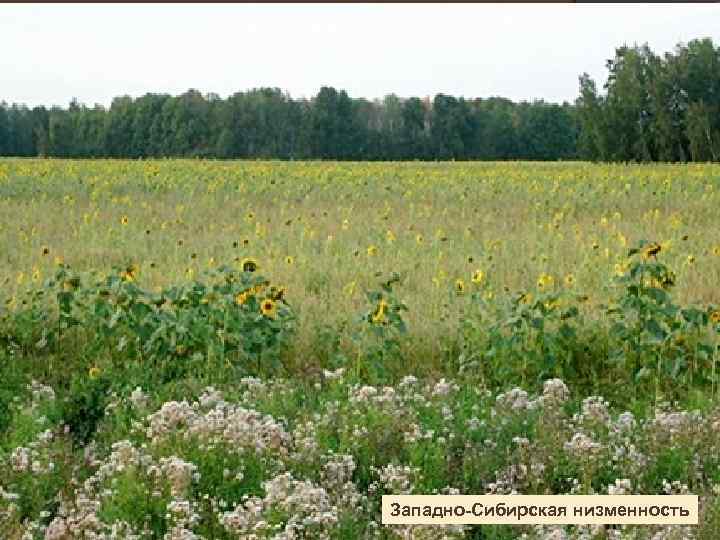 Западно-Сибирская низменность 