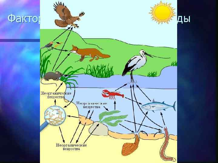 Факторы живой и неживой природы 