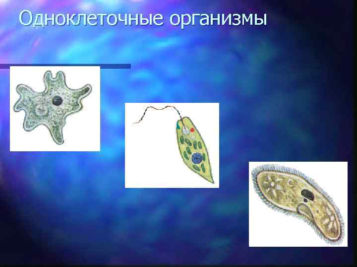 Одноклеточные организмы 5 класс