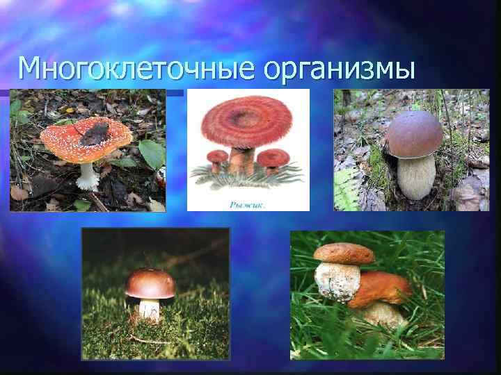 Многоклеточные организмы 