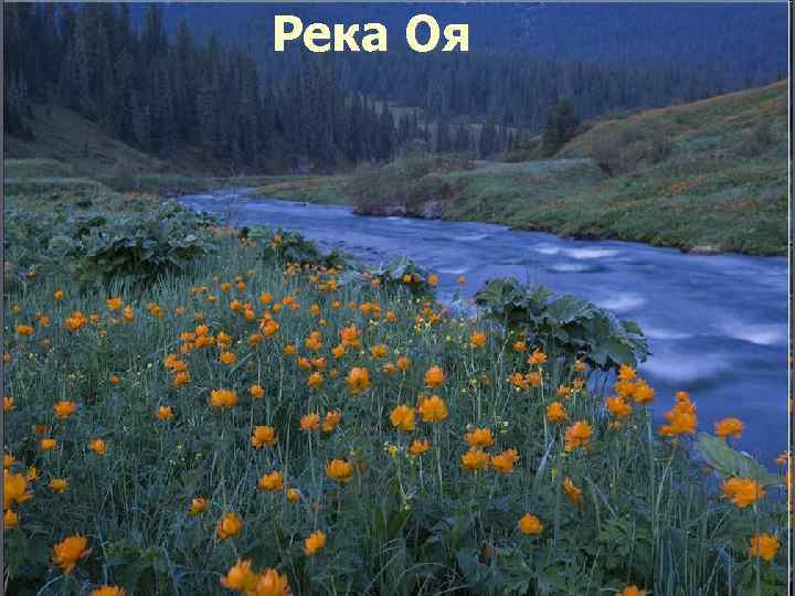 Река Оя 