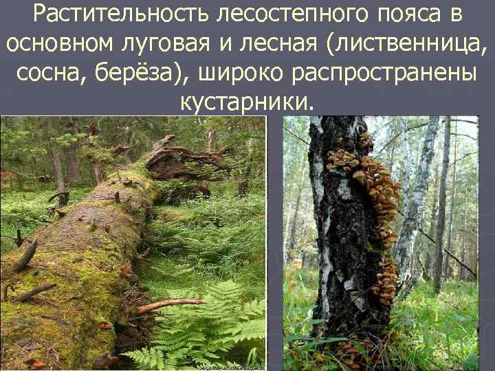 Растительность лесостепного пояса в основном луговая и лесная (лиственница, сосна, берёза), широко распространены кустарники.