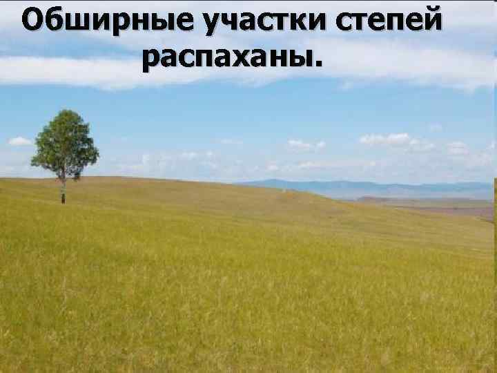 Обширные участки степей распаханы. 