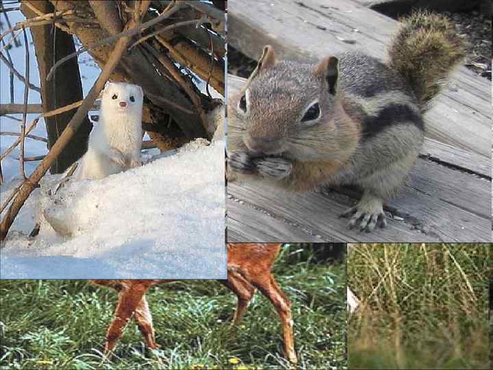 В лесостепных ландшафтах появляются представители лесной фауны: полевка-экономка, бурундук, горностай, ласка, заяц-беляк, косули. 