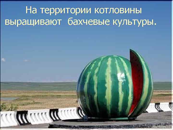 На территории котловины выращивают бахчевые культуры. 