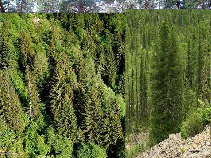 Леса на Алтае занимают площадь 42 тысячи км 2. В основном это хвойные породы.