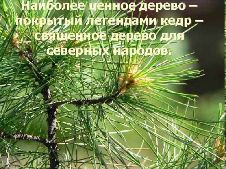 Наиболее ценное дерево – покрытый легендами кедр – священное дерево для северных народов. 