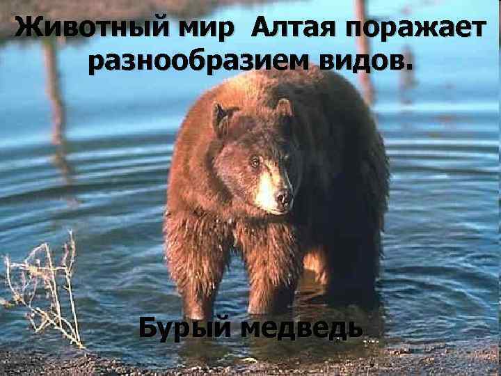 Животный мир Алтая поражает разнообразием видов. Бурый медведь 
