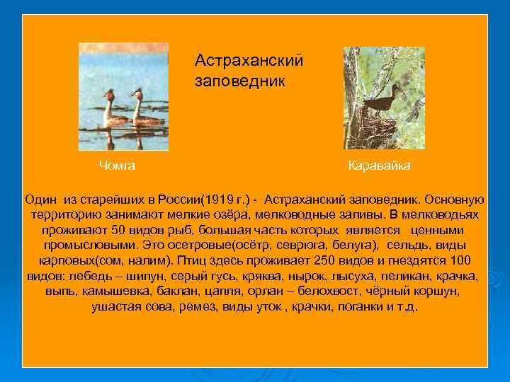 Астраханский заповедник Чомга Каравайка Один из старейших в России(1919 г. ) - Астраханский заповедник.