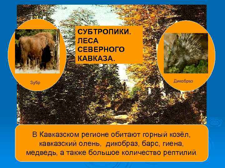 СУБТРОПИКИ. ЛЕСА СЕВЕРНОГО КАВКАЗА. Зубр Дикобраз В Кавказском регионе обитают горный козёл, кавказский олень,