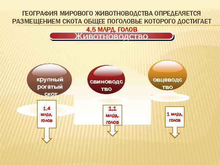 ГЕОГРАФИЯ МИРОВОГО ЖИВОТНОВОДСТВА ОПРЕДЕЛЯЕТСЯ РАЗМЕЩЕНИЕМ СКОТА ОБЩЕЕ ПОГОЛОВЬЕ КОТОРОГО ДОСТИГАЕТ 4, 5 МЛРД. ГОЛОВ