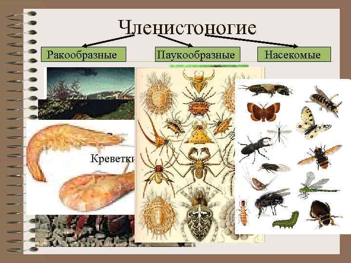 Членистоногие животные 3 класс. Царство животных паукообразные. Царство животных. Членистоногие. Царство животных ракообразные. Царство животные Тип Членистоногие класс паукообразные.