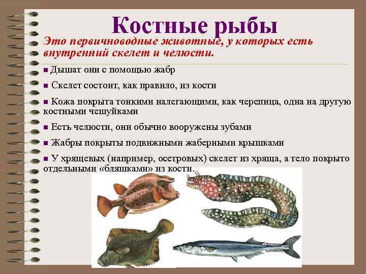 Группа первичноводных животных. Костные рыбы. Питание костных рыб.