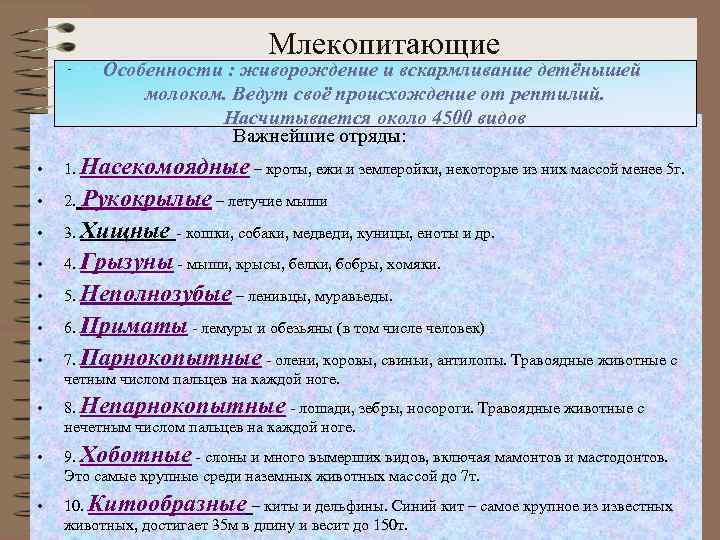 Млекопитающие Особенности : живорождение и вскармливание детёнышей молоком. Ведут своё происхождение от рептилий. Насчитывается