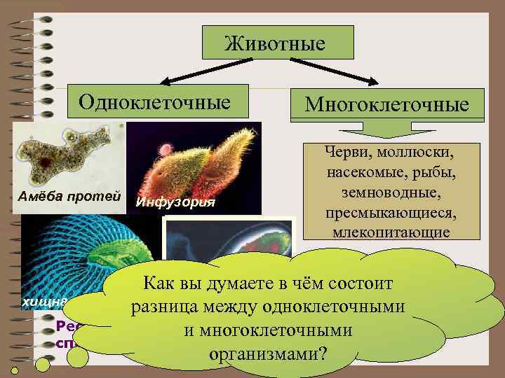 Животные Одноклеточные Амёба протей Инфузория Многоклеточные Черви, моллюски, насекомые, рыбы, земноводные, пресмыкающиеся, млекопитающие Как